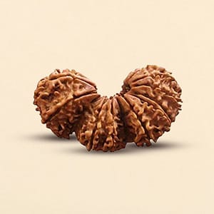 Trijuti Rudraksha