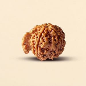 Ganesh Rudraksha